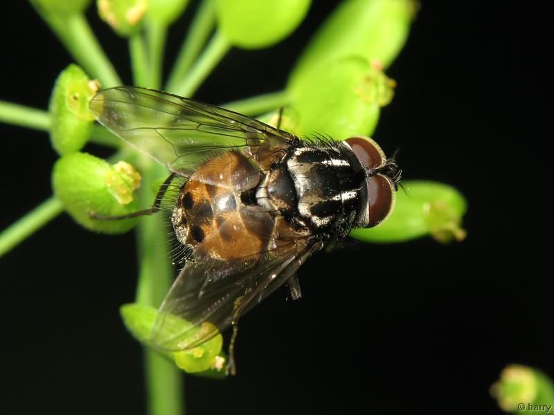 Graphomya maculata (Scopoli, 1763)